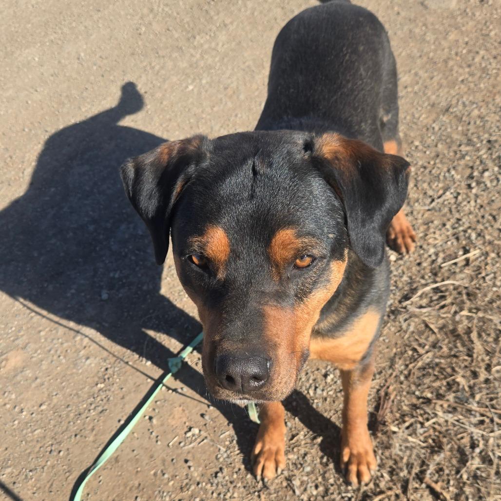 Enlarge Bubba, a Adoptable mixed breed in Taos, NM image 2/6