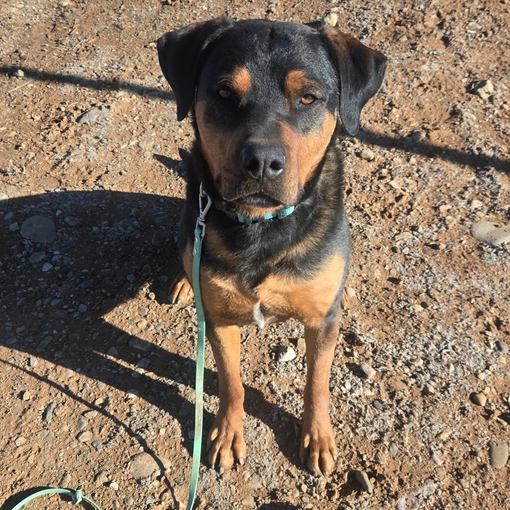 Enlarge Bubba, a Adoptable mixed breed in Taos, NM image 3/6