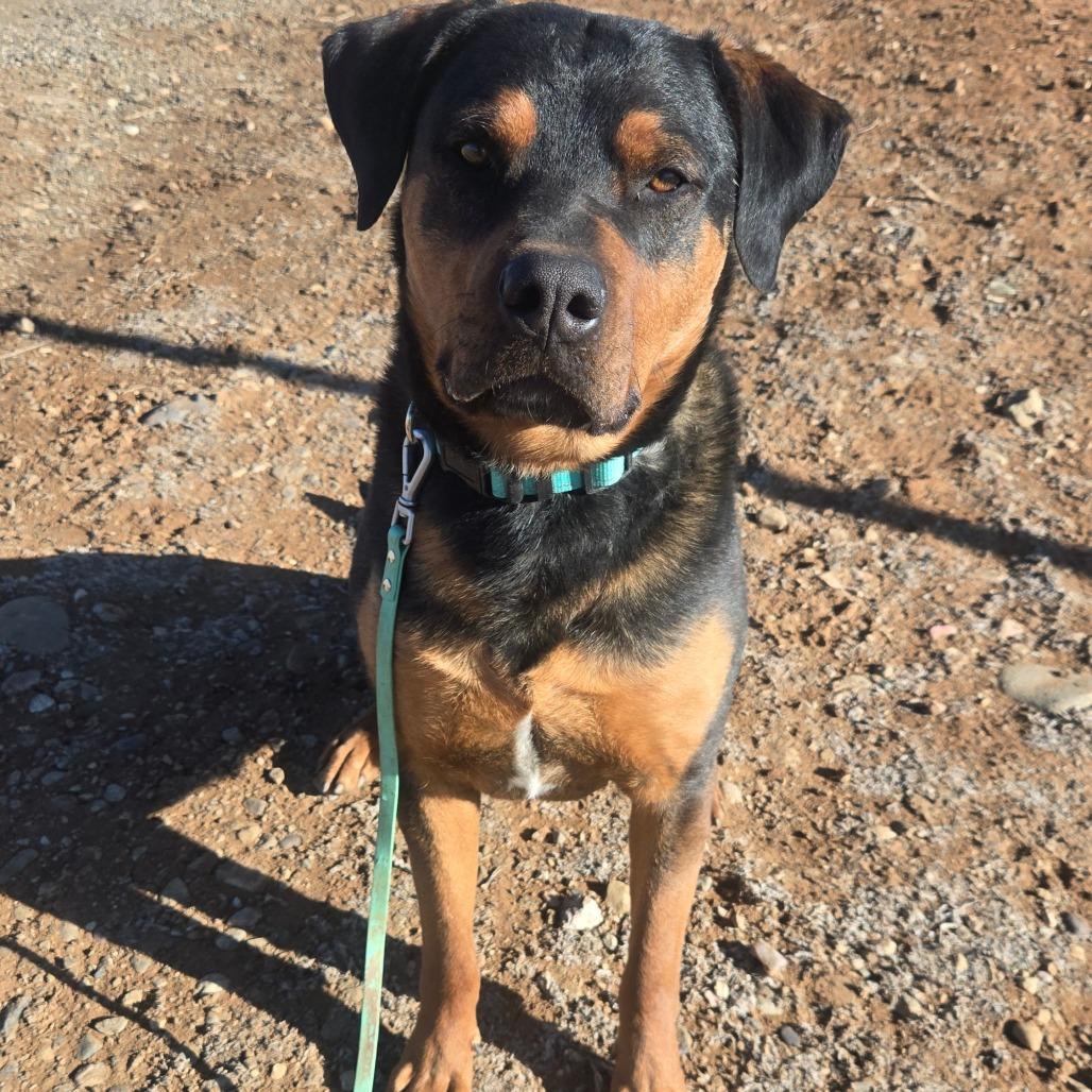 Enlarge Bubba, a Adoptable mixed breed in Taos, NM image 4/6