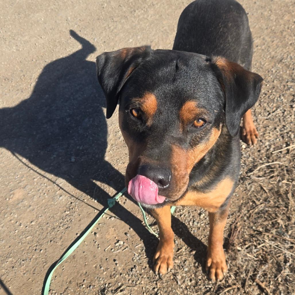 Enlarge Bubba, a Adoptable mixed breed in Taos, NM image 5/6