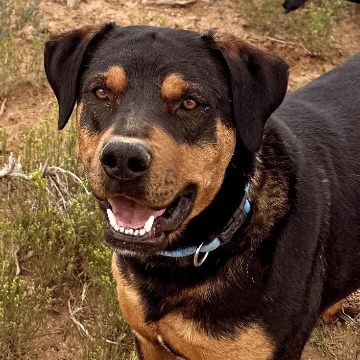 Bubba, Adoptable, Adult Male Rottweiler & Black Labrador Retriever.
