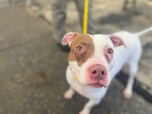 Lady, a Adoptable mixed breed in Landisburg, PA image 1/21
