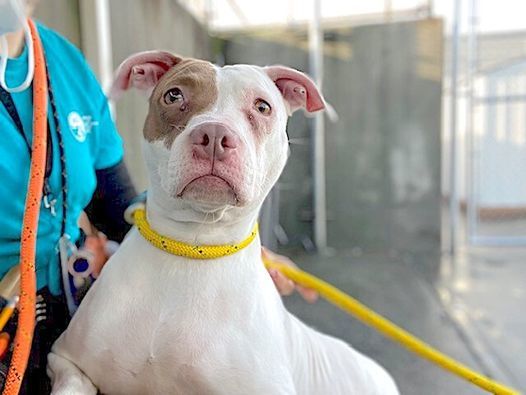 Lady, a Adoptable mixed breed in Landisburg, PA image 2/21