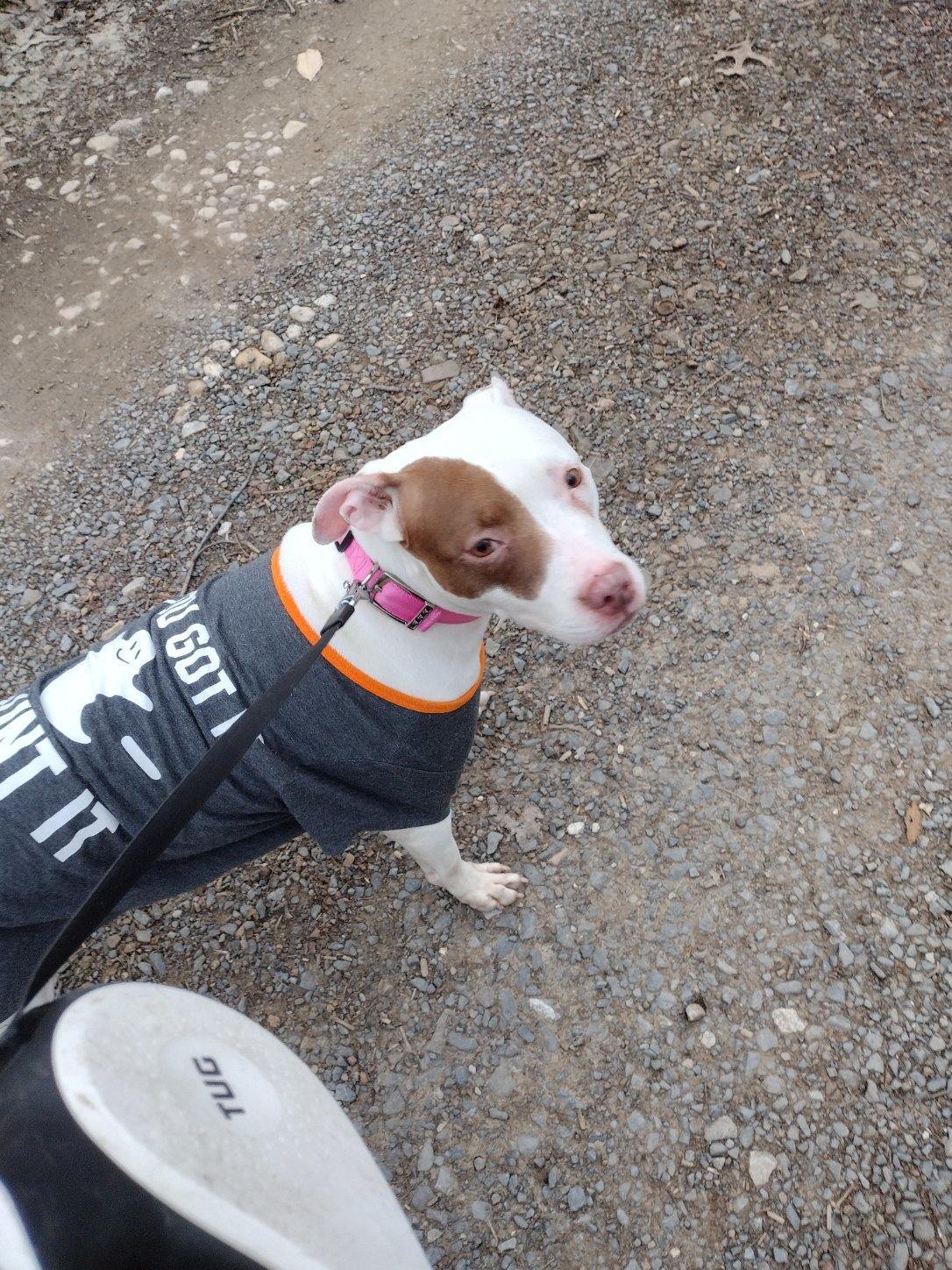 Lady, a Adoptable mixed breed in Landisburg, PA image 3/21