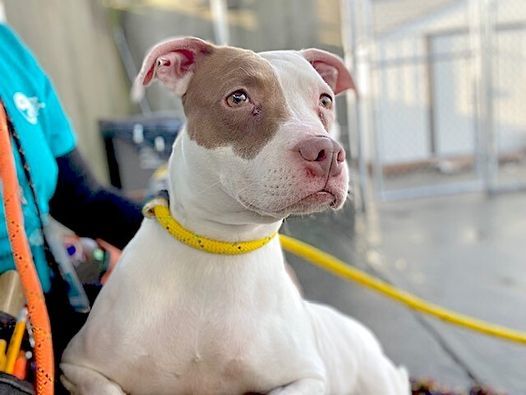 Lady, a Adoptable mixed breed in Landisburg, PA image 4/21