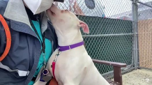 Lady, a Adoptable mixed breed in Landisburg, PA image 5/21