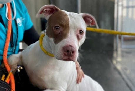 Lady, a Adoptable mixed breed in Landisburg, PA image 6/21