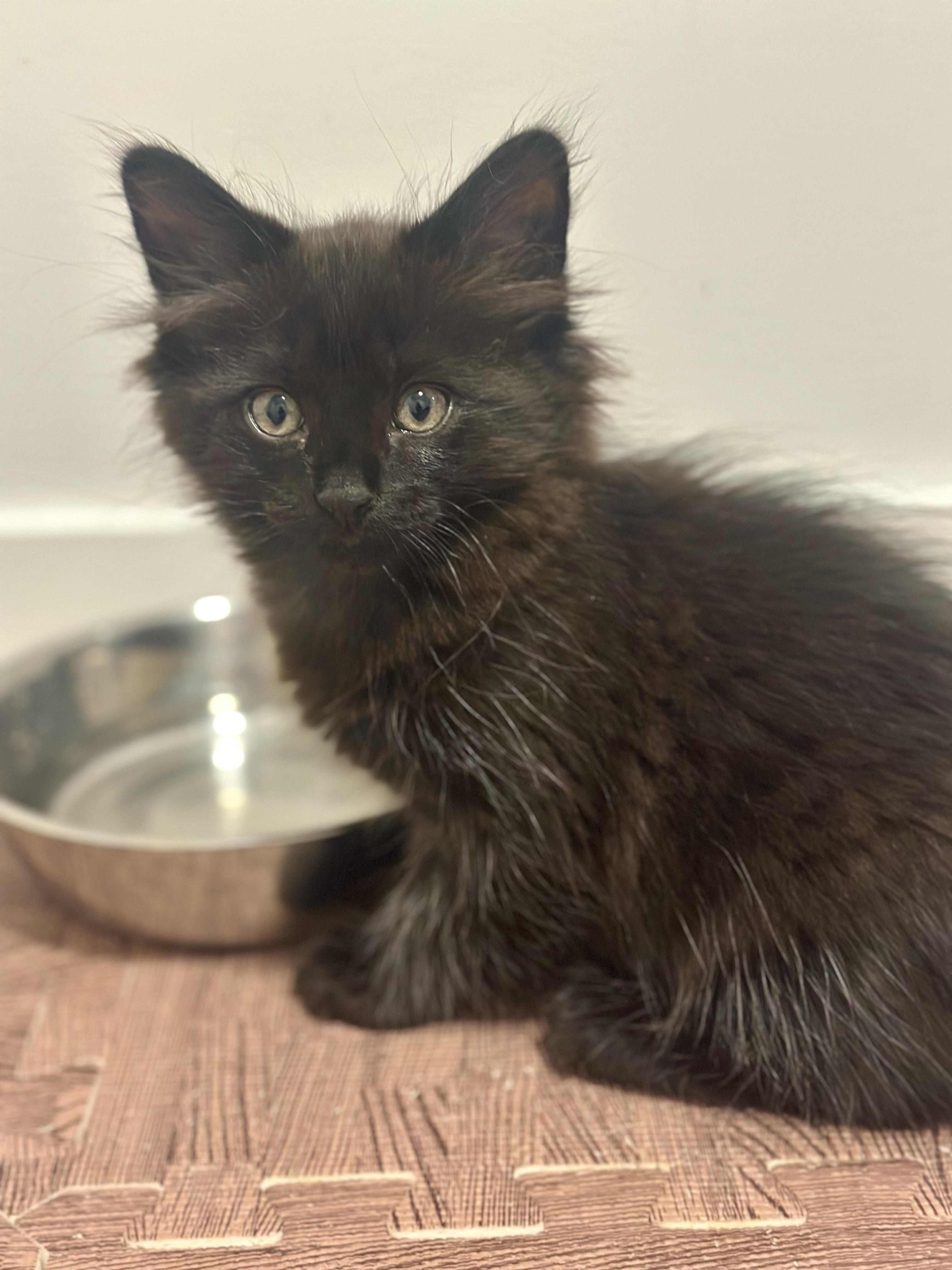 Muffin, Baby Male Domestic Long Hair