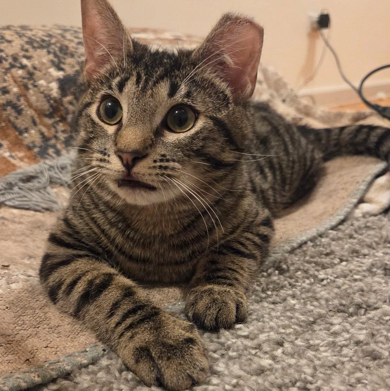 Enlarge Fluffy, a Adoptable Domestic Short Hair in Brooklyn, NY image 1/3