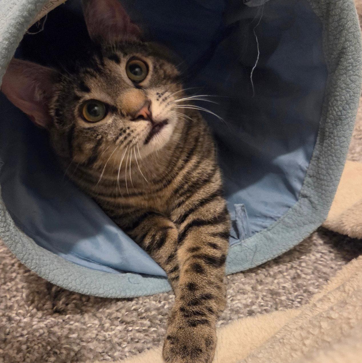 Enlarge Fluffy, a Adoptable Domestic Short Hair in Brooklyn, NY image 2/3