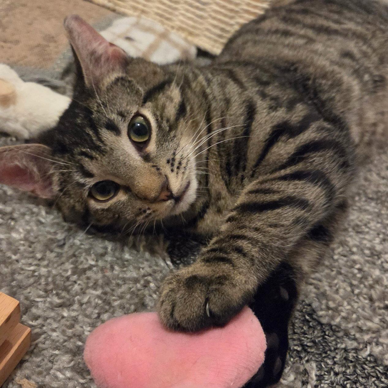 Enlarge Fluffy, a Adoptable Domestic Short Hair in Brooklyn, NY image 3/3