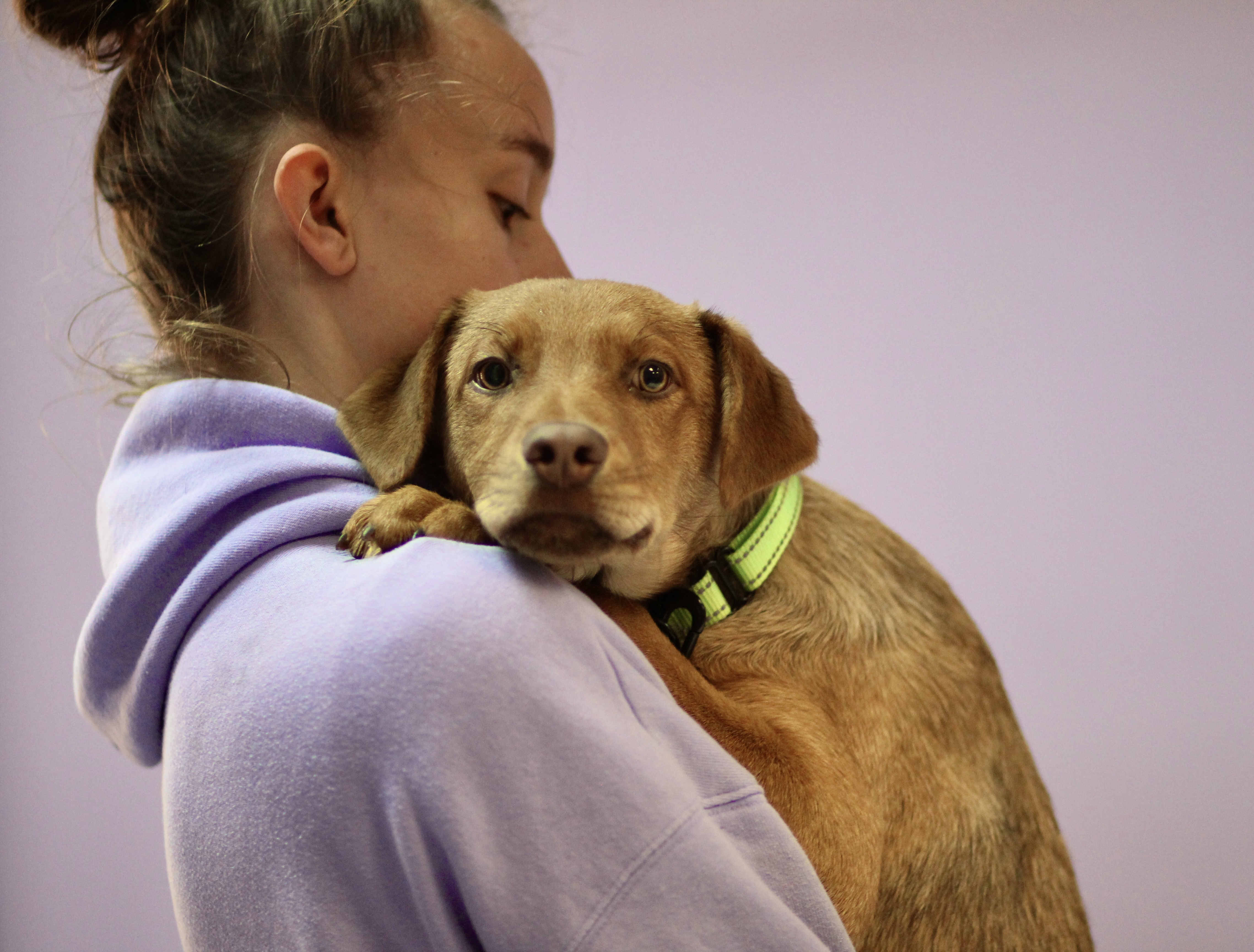 Dog for adoption Giza in NH! Come Meet our Adoptable Dogs Wednesday