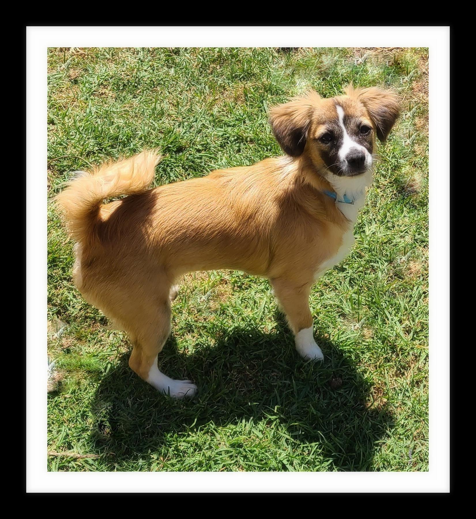 CHERRY ( Please submit an application @ southernstaranimalrescue.org), Adopted, Young Female Papillon & Chihuahua.