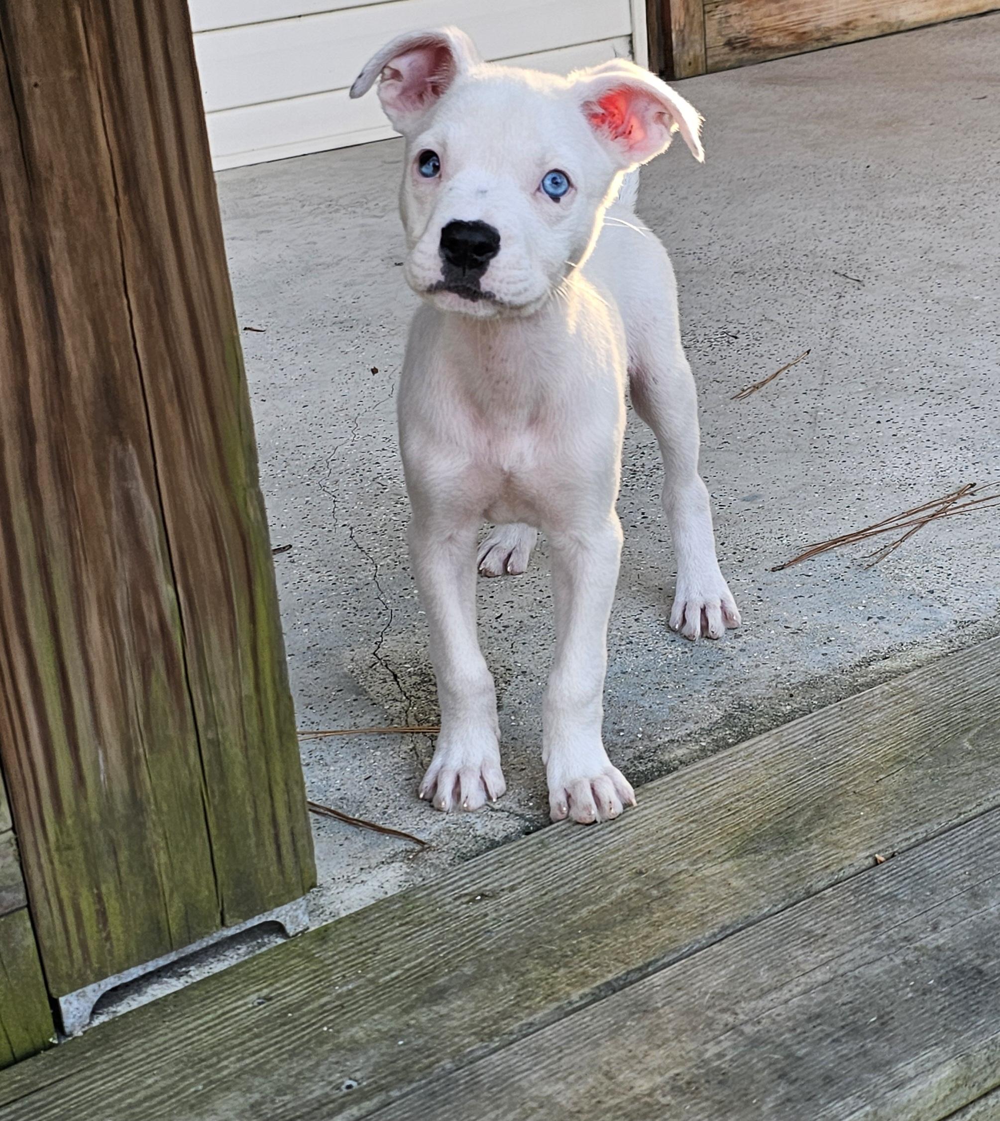 Hashbrown, a Adopted mixed breed in Heiskell, TN image 5/6