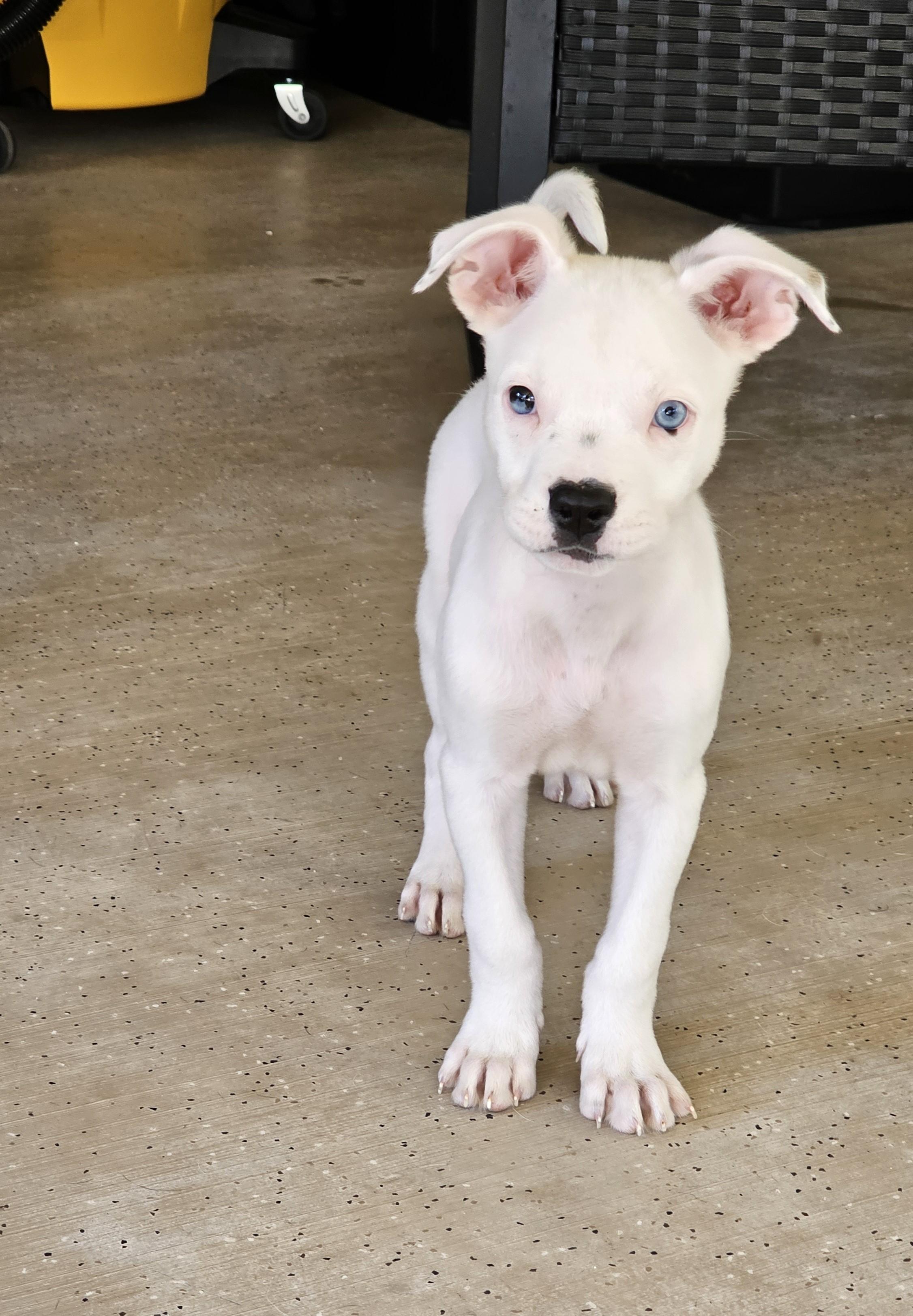 Hashbrown, a Adopted mixed breed in Heiskell, TN image 2/6