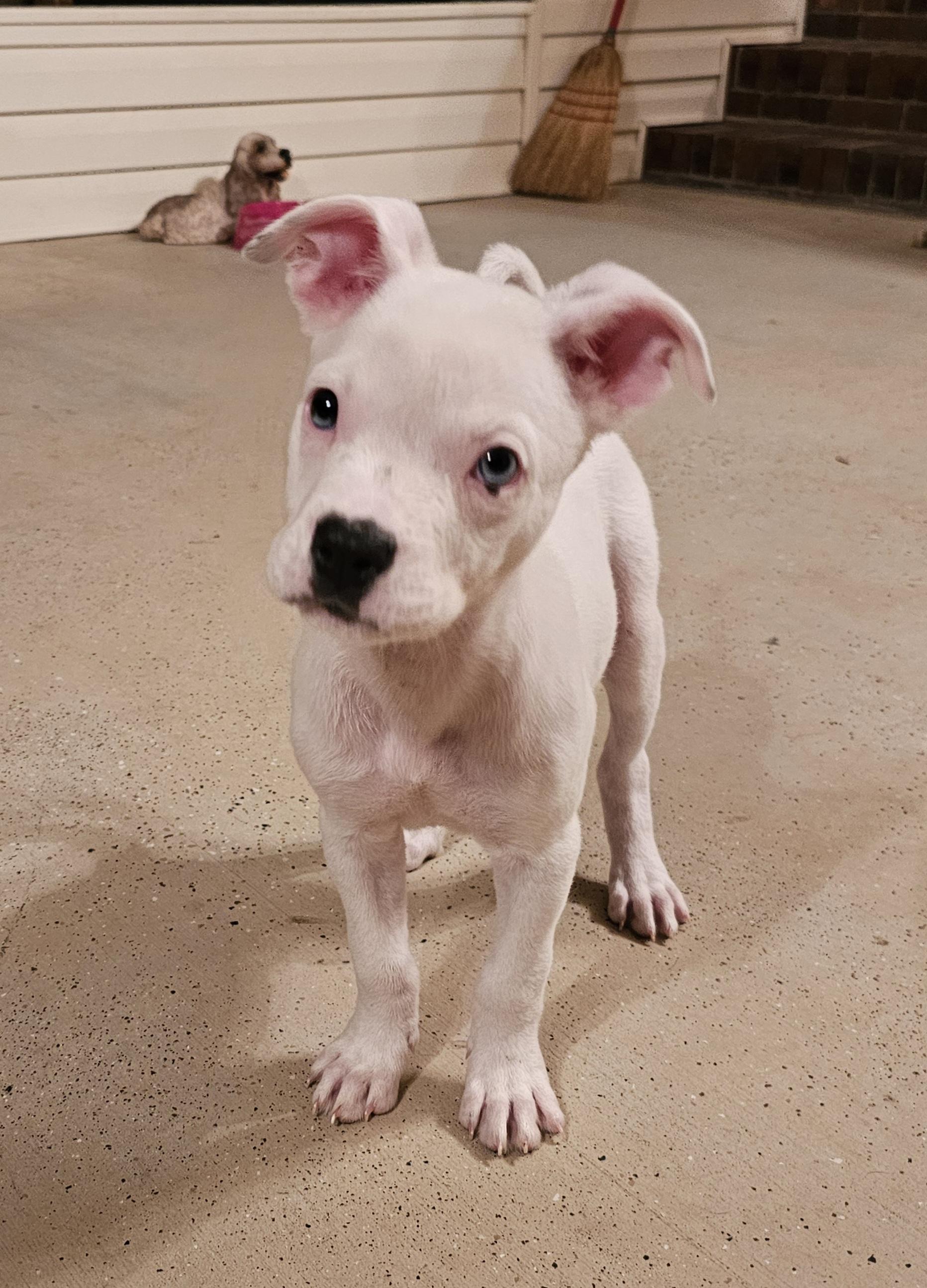 Hashbrown, a Adopted mixed breed in Heiskell, TN image 3/6