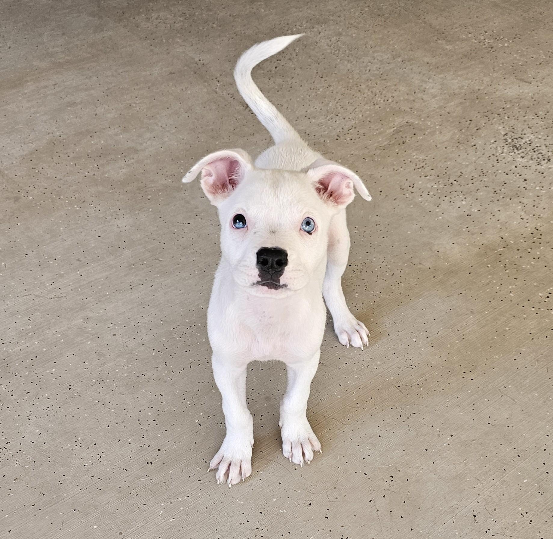 Hashbrown, a Adopted mixed breed in Heiskell, TN image 4/6
