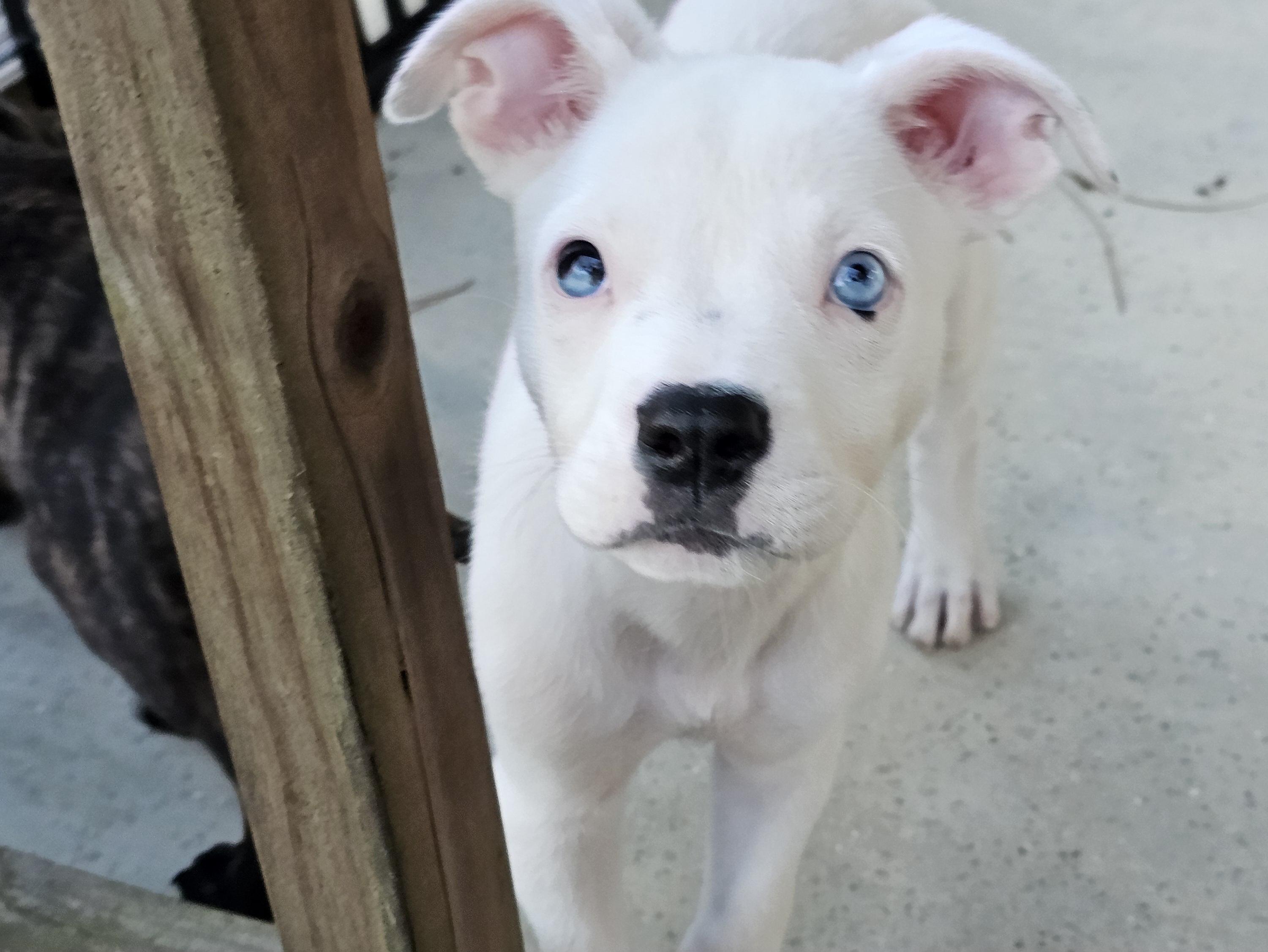 Hashbrown, Adopted, Puppy Female Boxer & Mixed Breed.