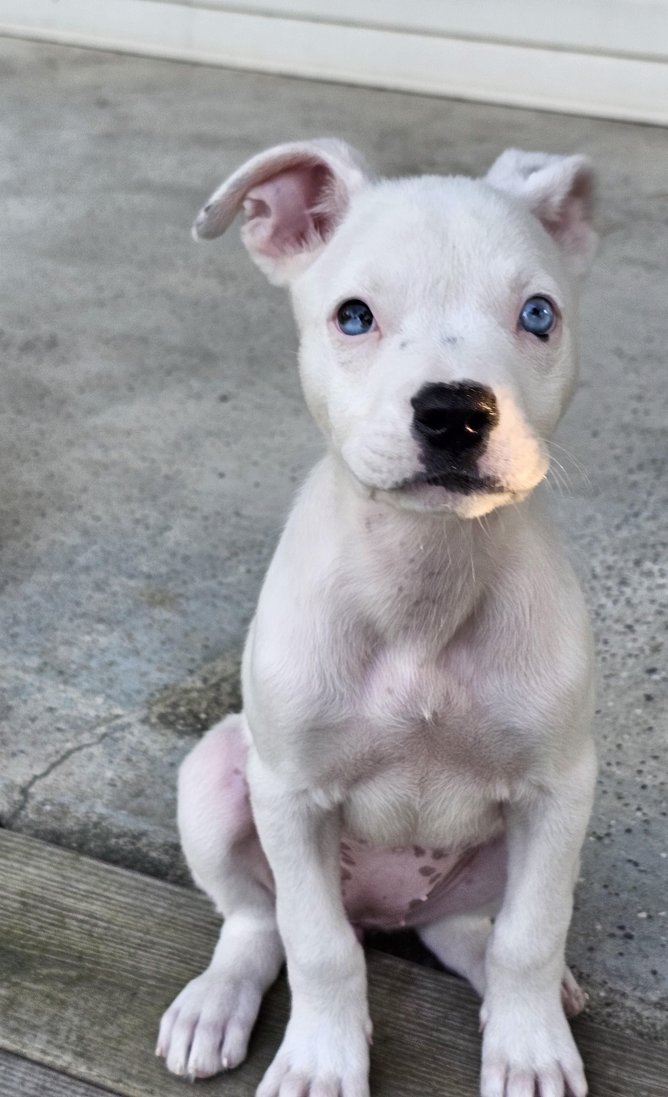 Hashbrown, a Adopted mixed breed in Heiskell, TN image 6/6