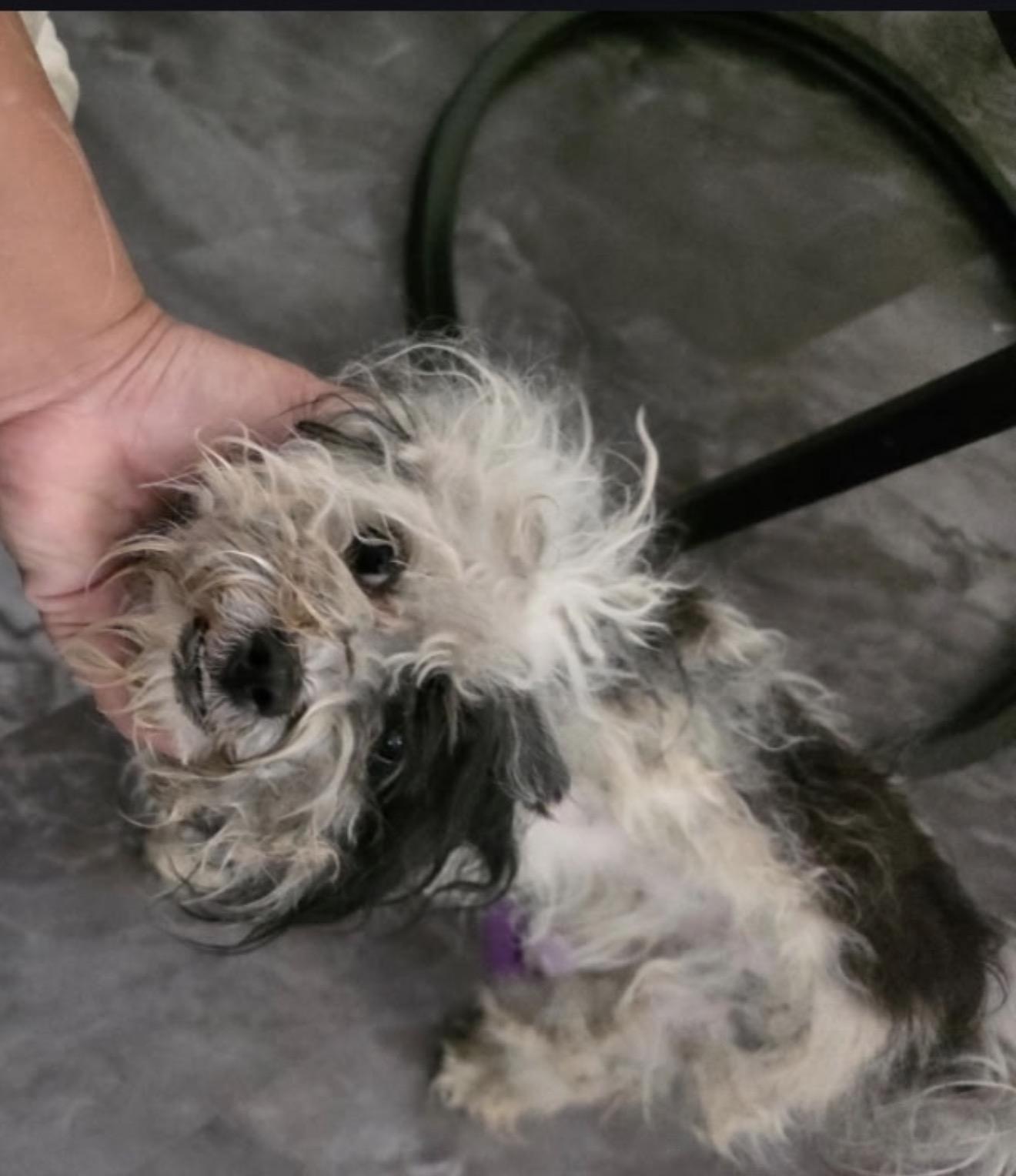 Betty, an adopted mixed breed in Glendale, CA image 6/6