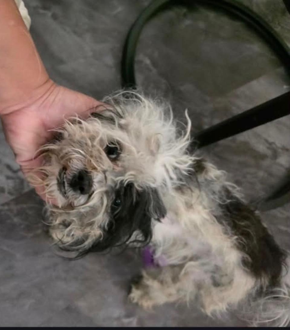 Betty, a Adoptable mixed breed in Glendale, CA image 4/4