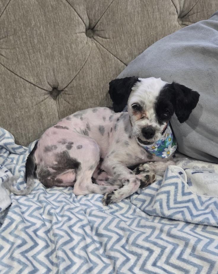 Betty, a Adoptable mixed breed in Glendale, CA image 3/4