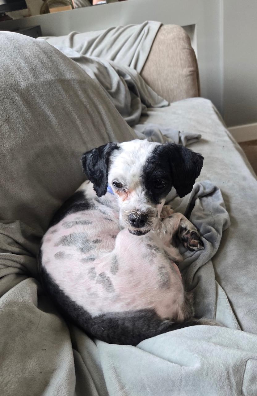 Betty, a Adoptable mixed breed in Glendale, CA image 2/4