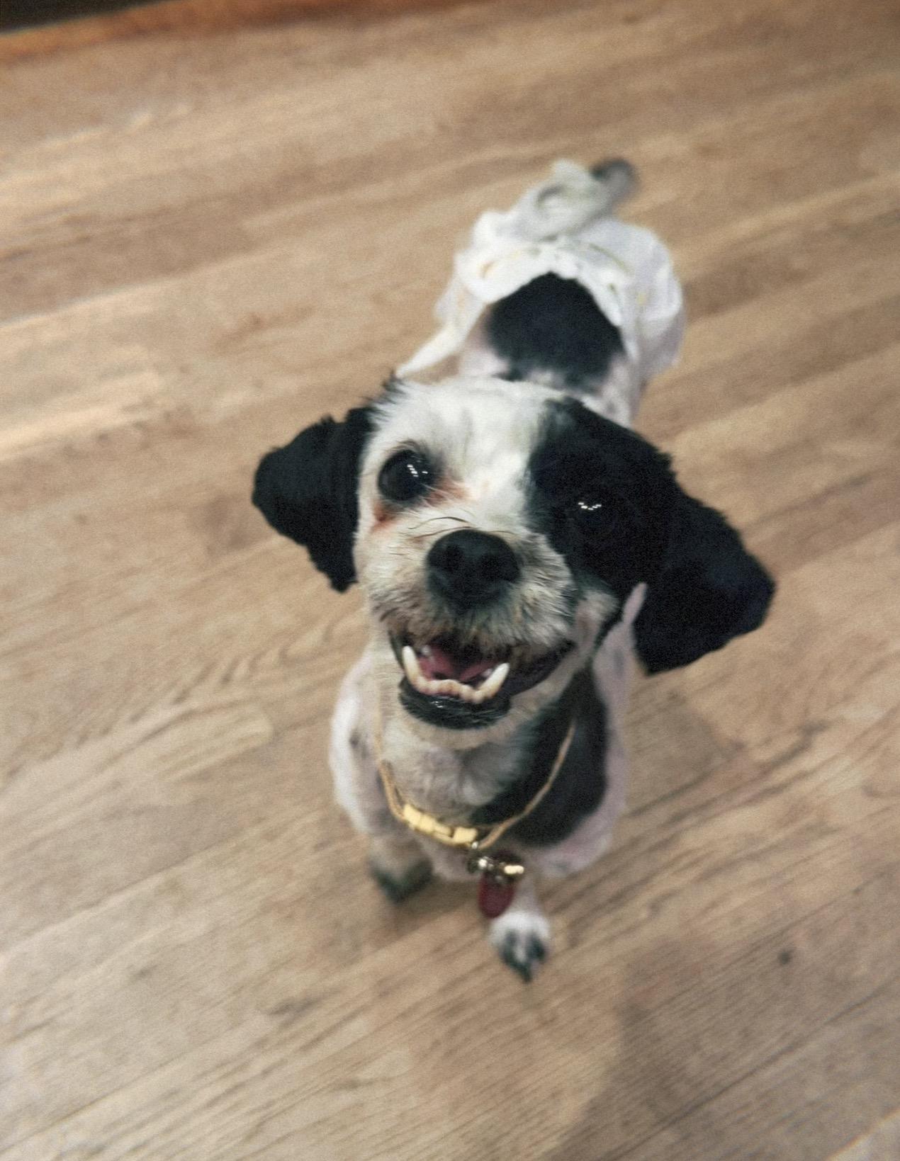 Betty, Adoptable, Adult Female Shih Tzu & Maltese.