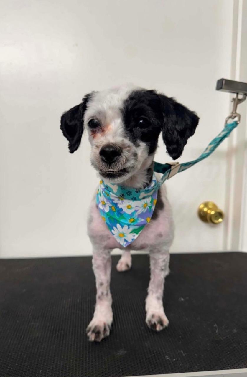Betty, a Adoptable mixed breed in Glendale, CA image 1/4