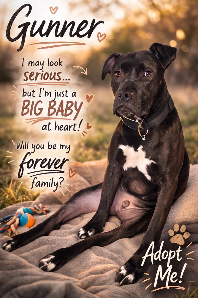 Gunner, a Adoptable Pit Bull Terrier in Mauston, WI image 1/2