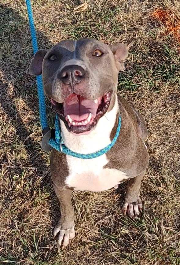 Enlarge Betty Boop, a Adoptable American Staffordshire Terrier in San Antonio , TX image 5/6