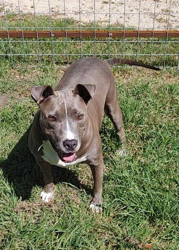 Enlarge Betty Boop, a Adoptable American Staffordshire Terrier in San Antonio , TX image 2/6
