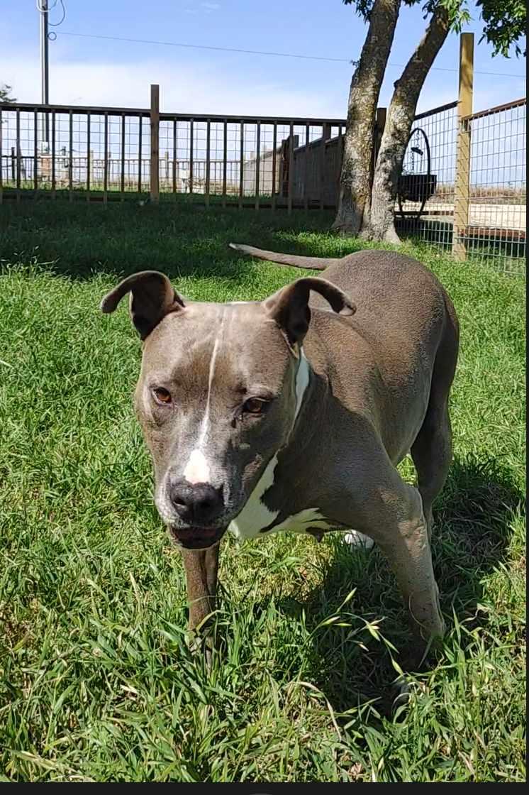 Enlarge Betty Boop, a Adoptable American Staffordshire Terrier in San Antonio , TX image 4/6