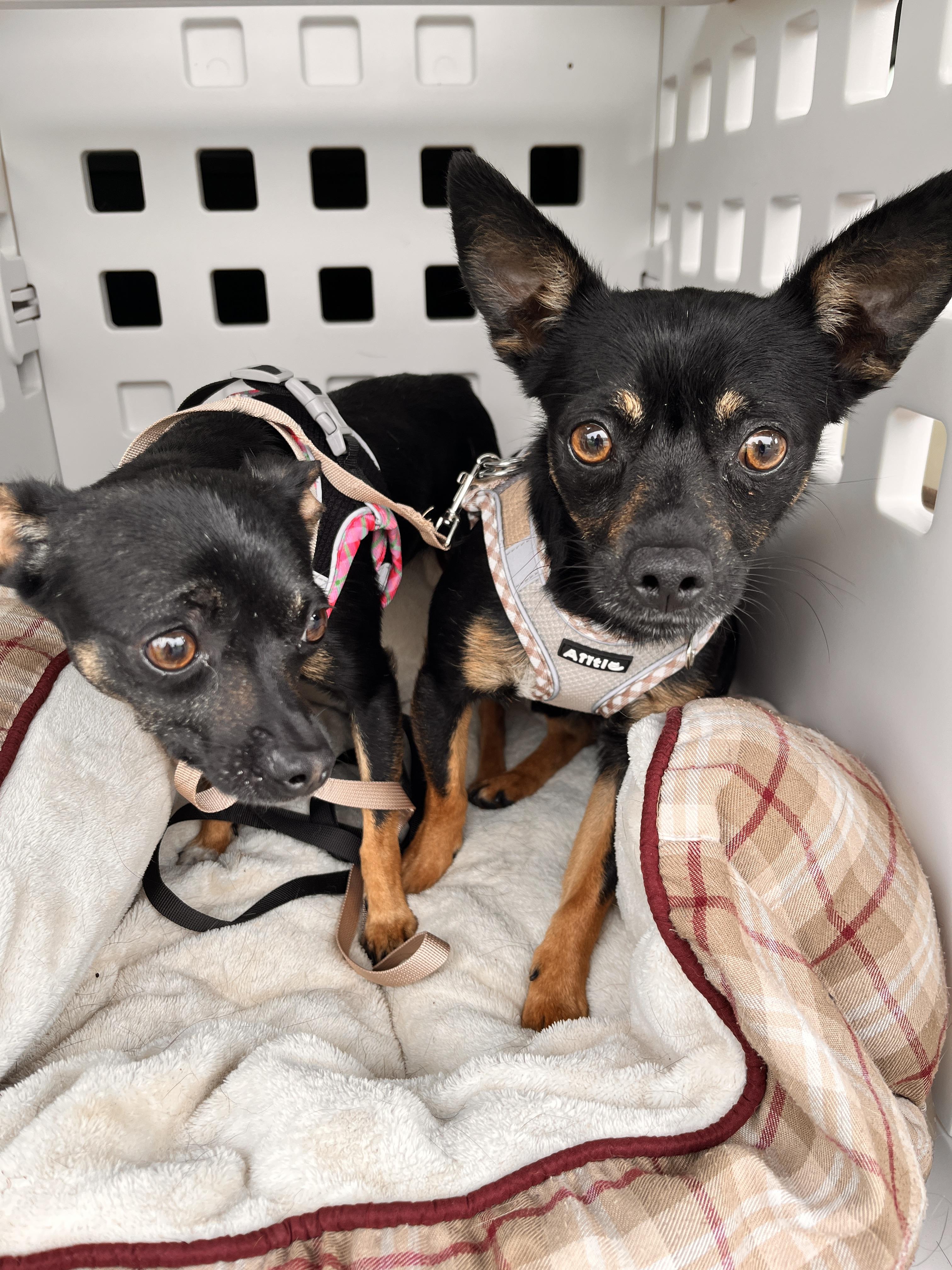 Dante & Dina (Bonded Pair), Adoptable, Adult Male Chihuahua.