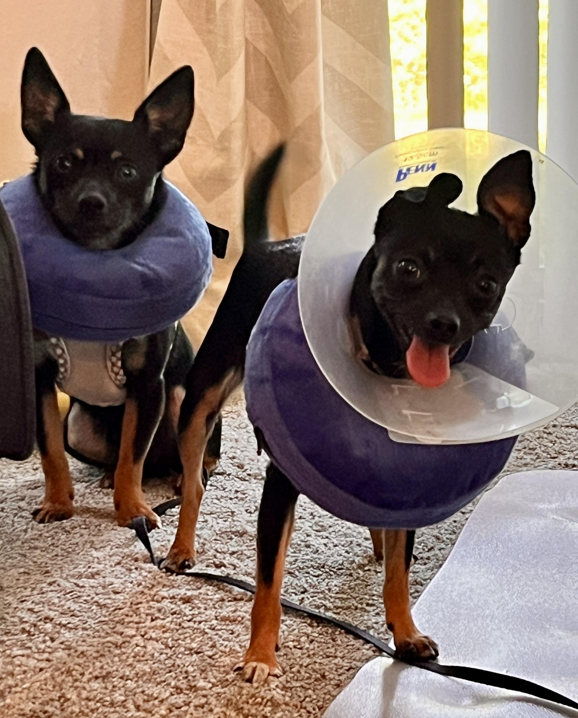 Enlarge Dante & Dina (Bonded Pair), a Adoptable Chihuahua in Troy, MI image 2/5