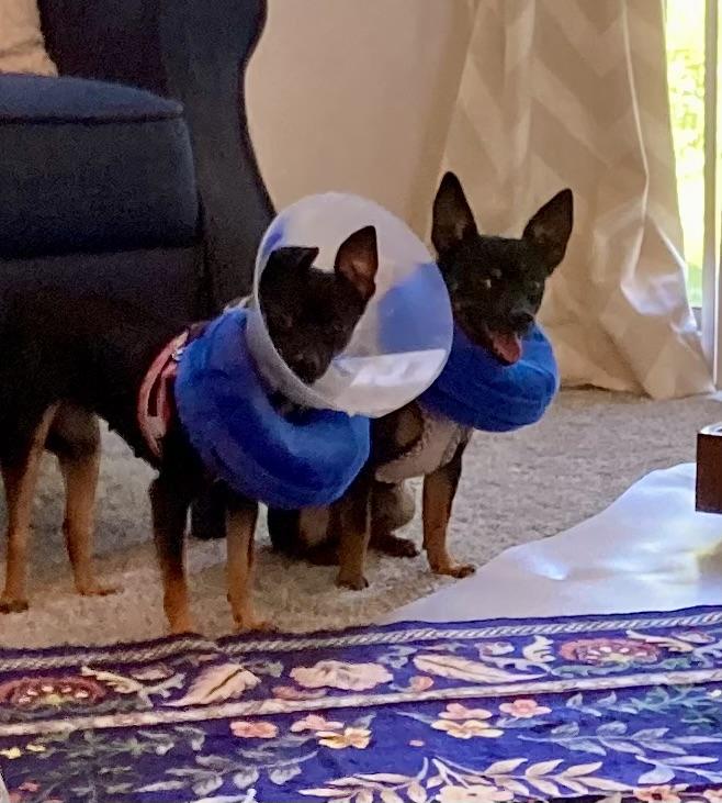 Enlarge Dante & Dina (Bonded Pair), a Adoptable Chihuahua in Troy, MI image 3/5