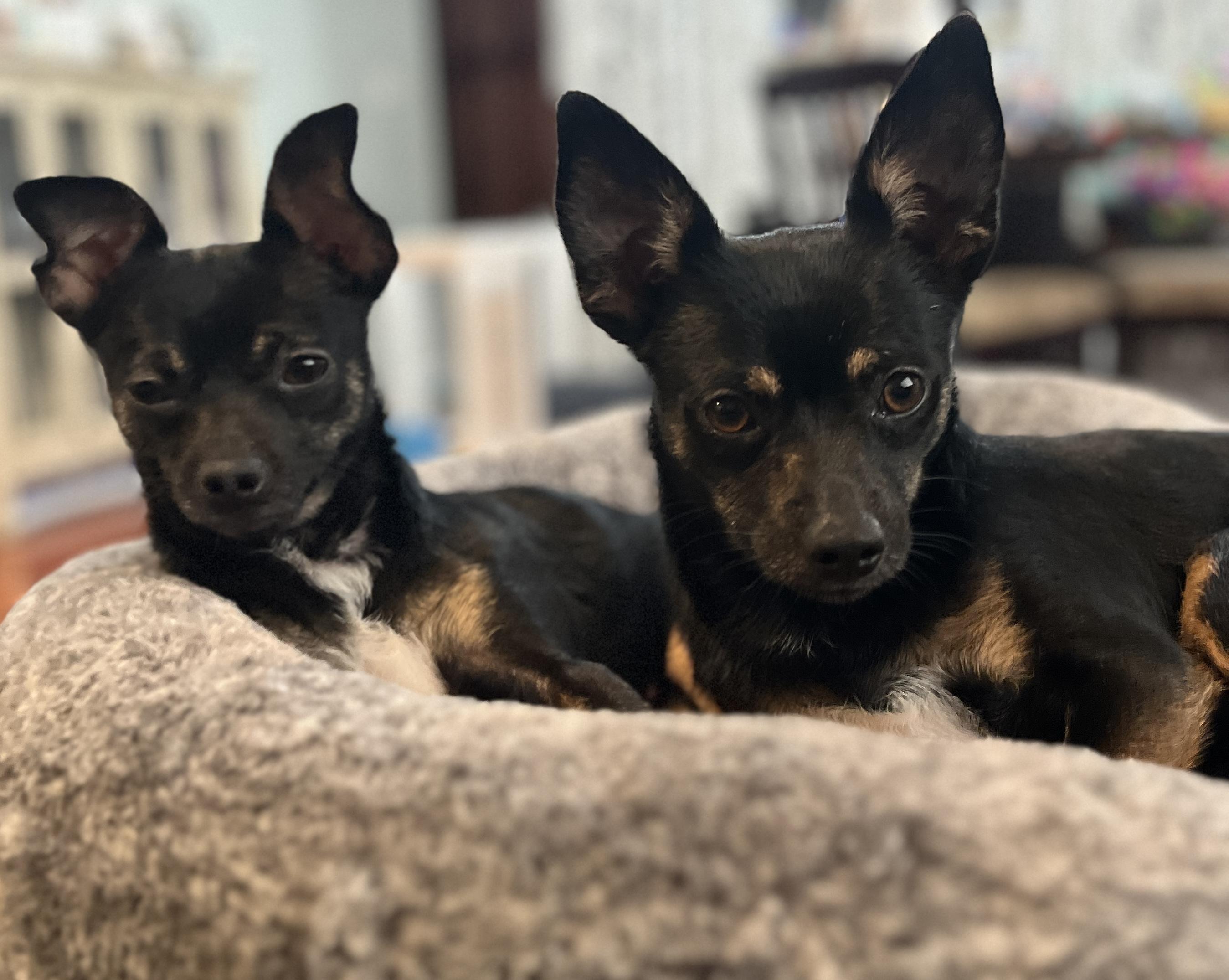 Dante & Dina (Bonded Pair), a Adoptable mixed breed in Troy, MI image 6/6