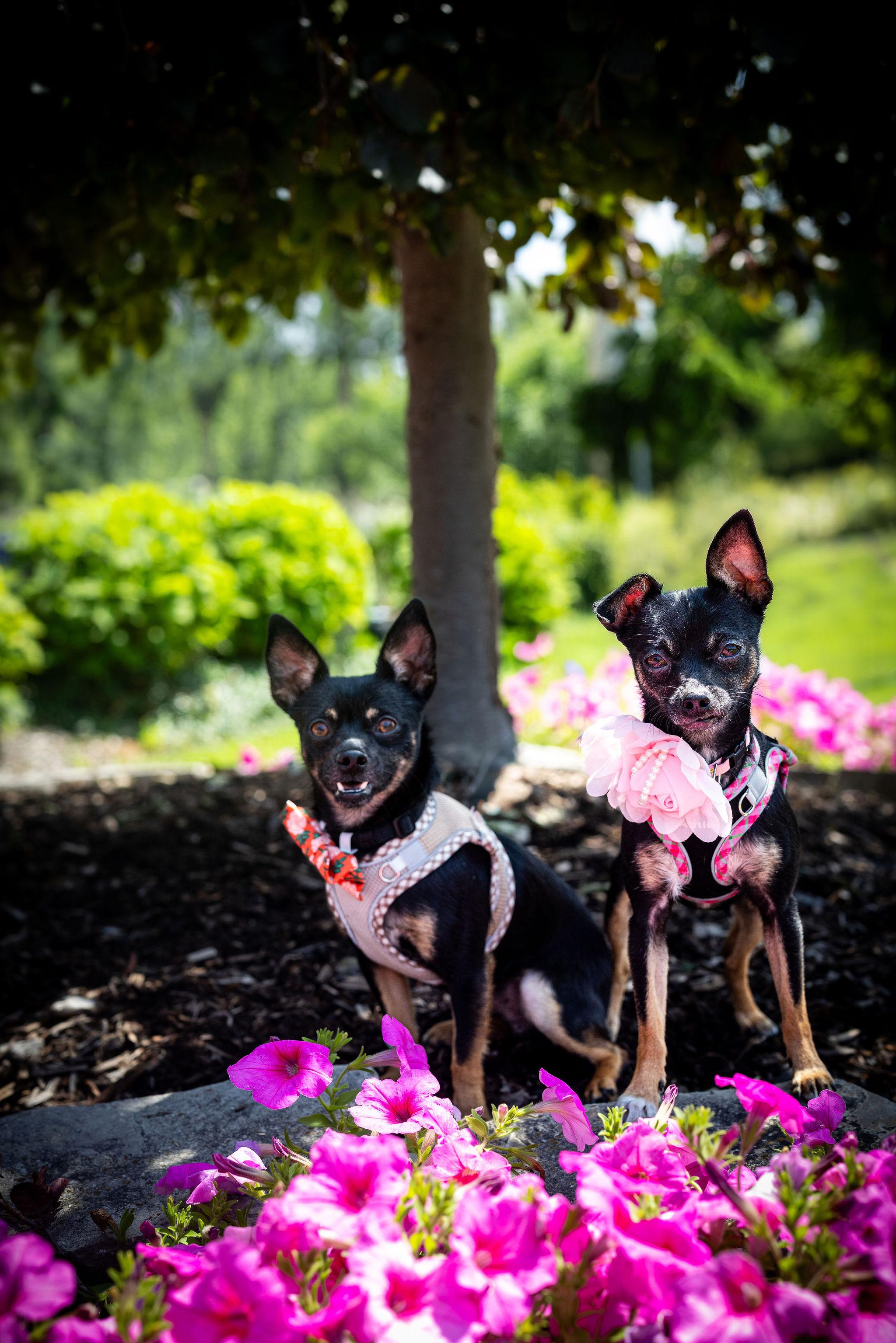 Dante & Dina (Bonded Pair), Adoptable, Adult Female Chihuahua & Miniature Pinscher.