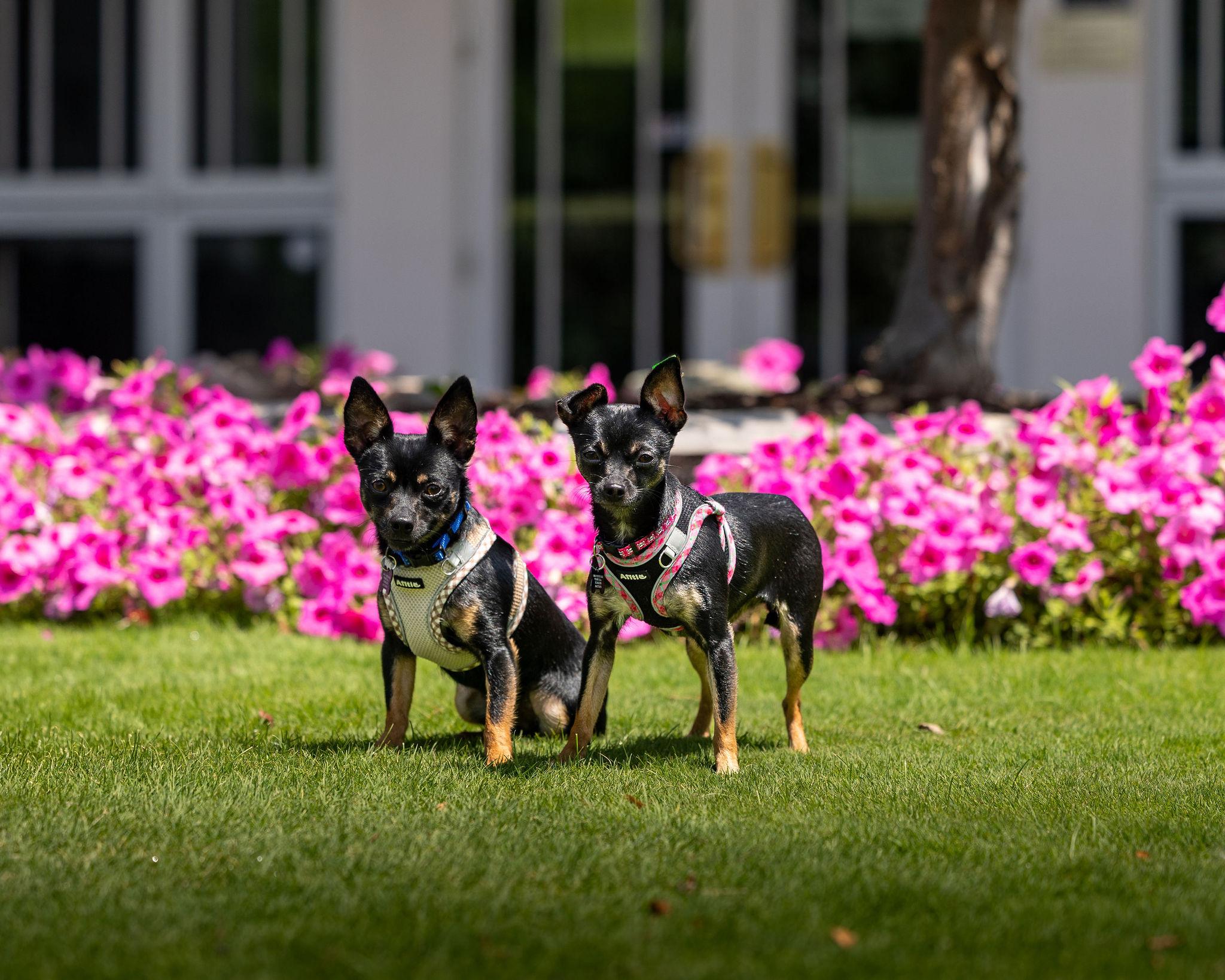 Dante & Dina (Bonded Pair), a Adoptable mixed breed in Troy, MI image 3/6