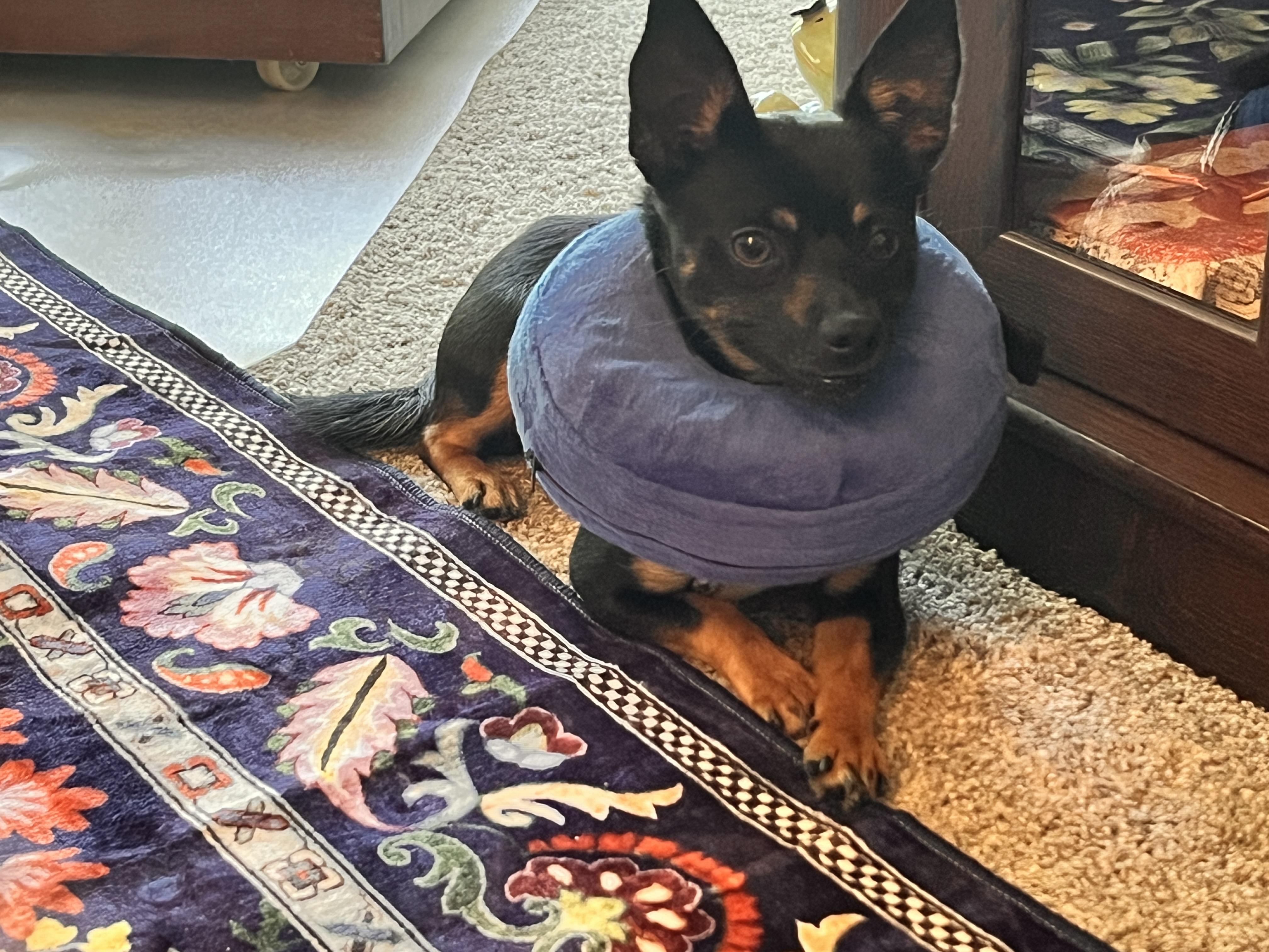 Enlarge Dante & Dina (Bonded Pair), a Adoptable Chihuahua in Troy, MI image 4/5