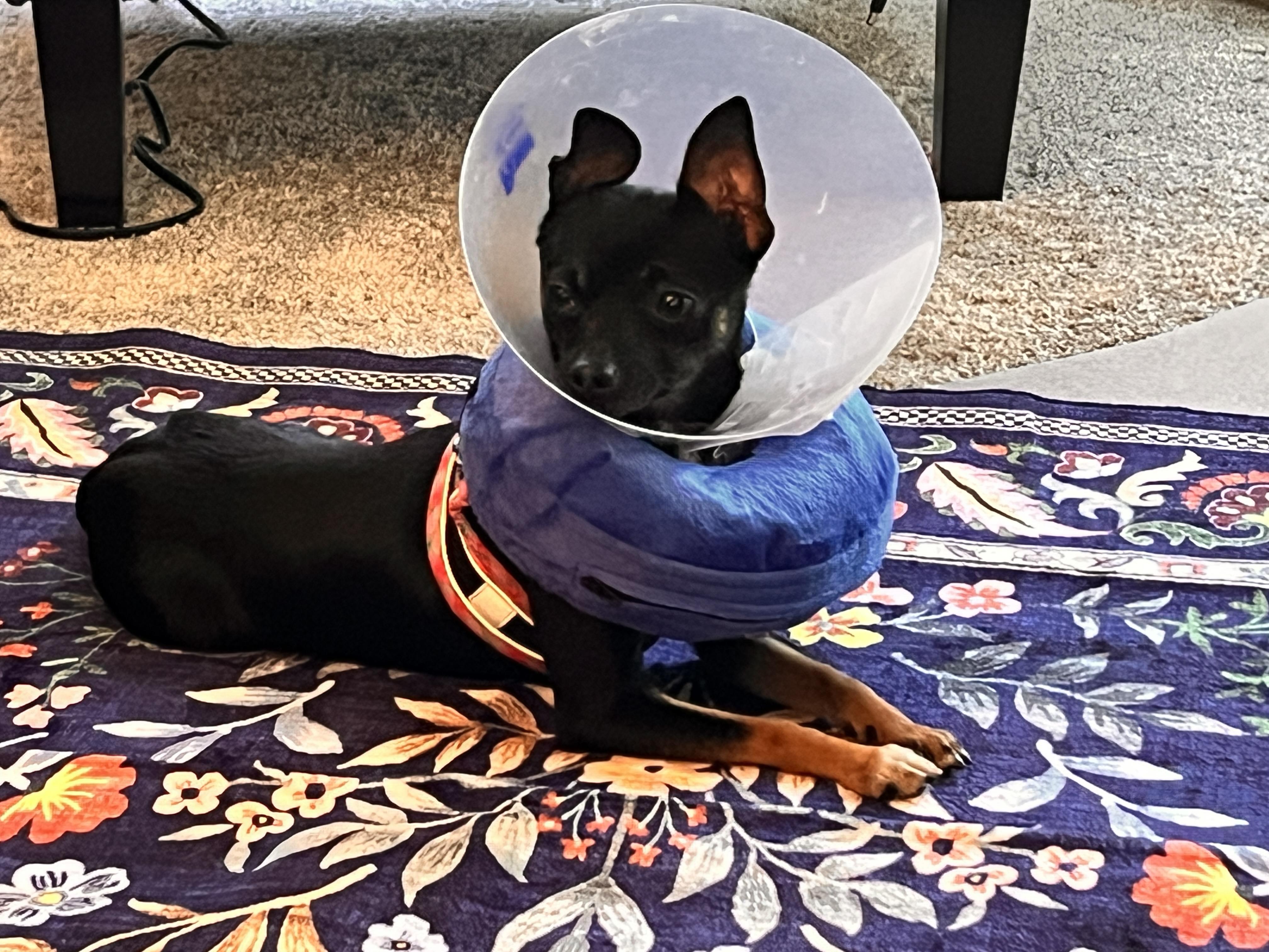 Enlarge Dante & Dina (Bonded Pair), a Adoptable Chihuahua in Troy, MI image 5/5