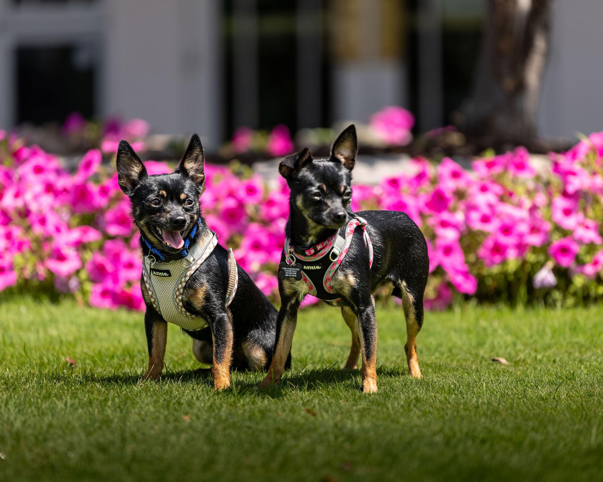 Dante & Dina (Bonded Pair), a Adoptable mixed breed in Troy, MI image 4/6