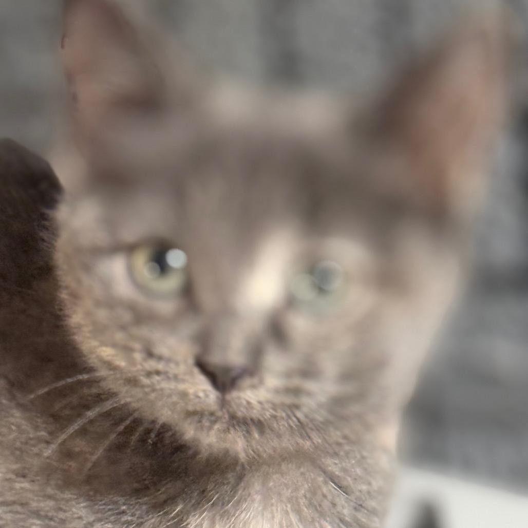 Dawn — thumbnail 2