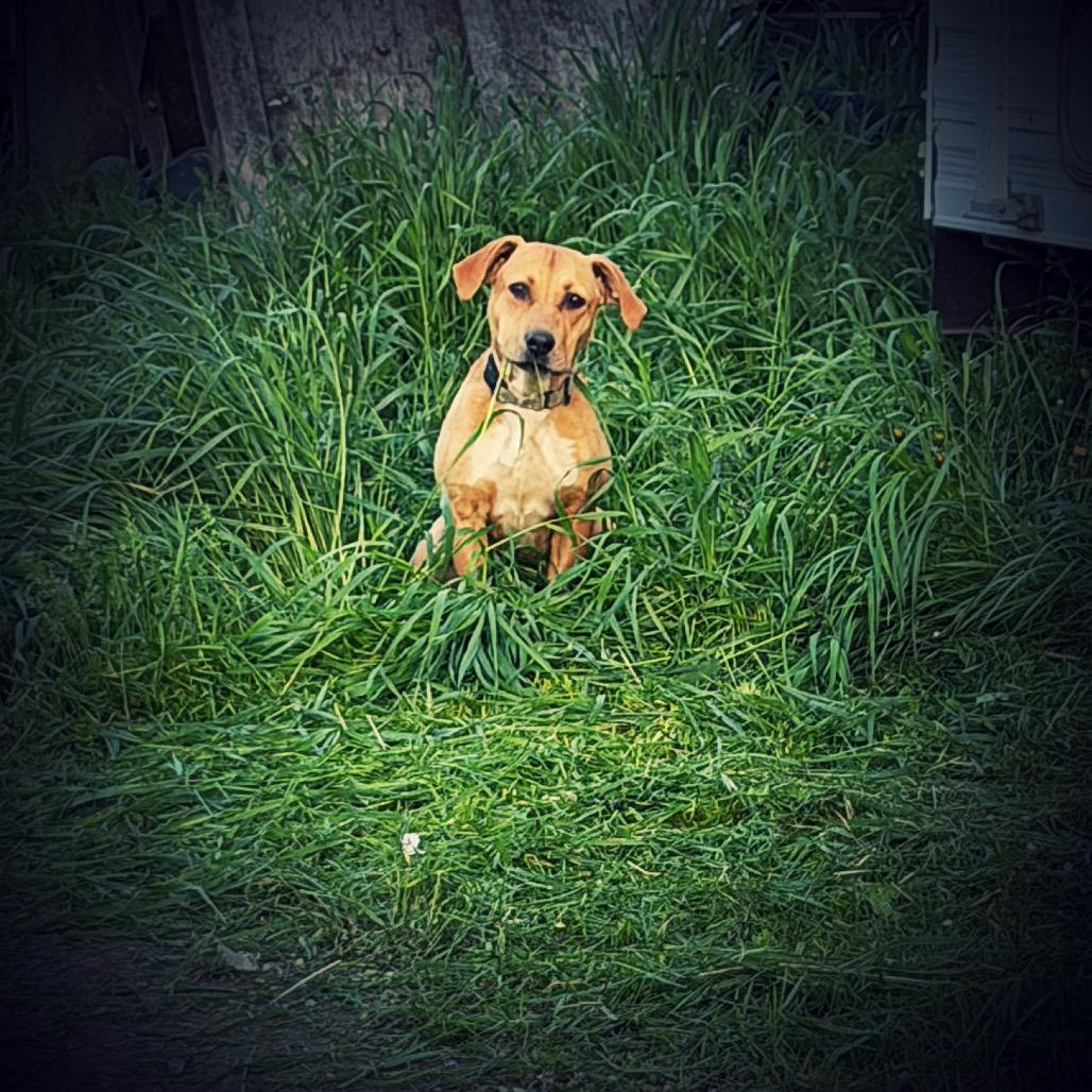 Eric Foreman, Adoptable, Young Male Mixed Breed & Mixed Breed.