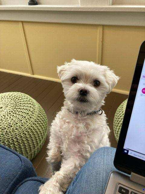 Enlarge Herbie, a Adopted Maltese in Hockessin, DE image 1/3