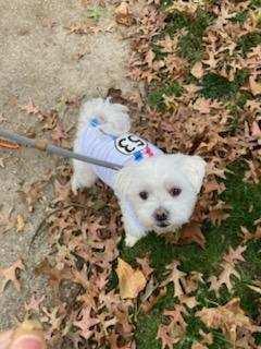 Enlarge Herbie, a Adopted Maltese in Hockessin, DE image 2/3
