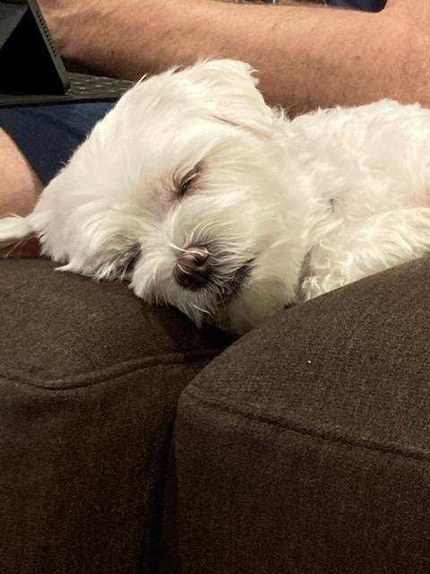 Enlarge Herbie, a Adopted Maltese in Hockessin, DE image 3/3