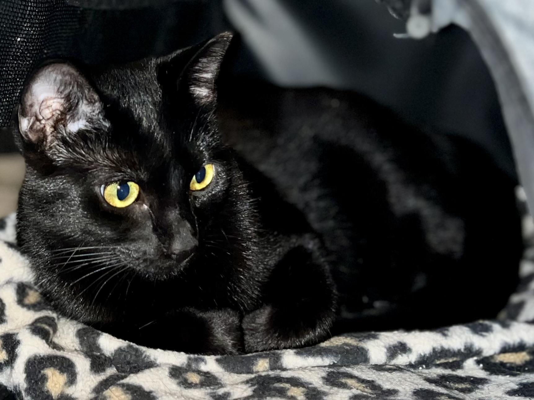 Enlarge Catarina, a Adoptable Domestic Short Hair in Clyde, NC image 1/1