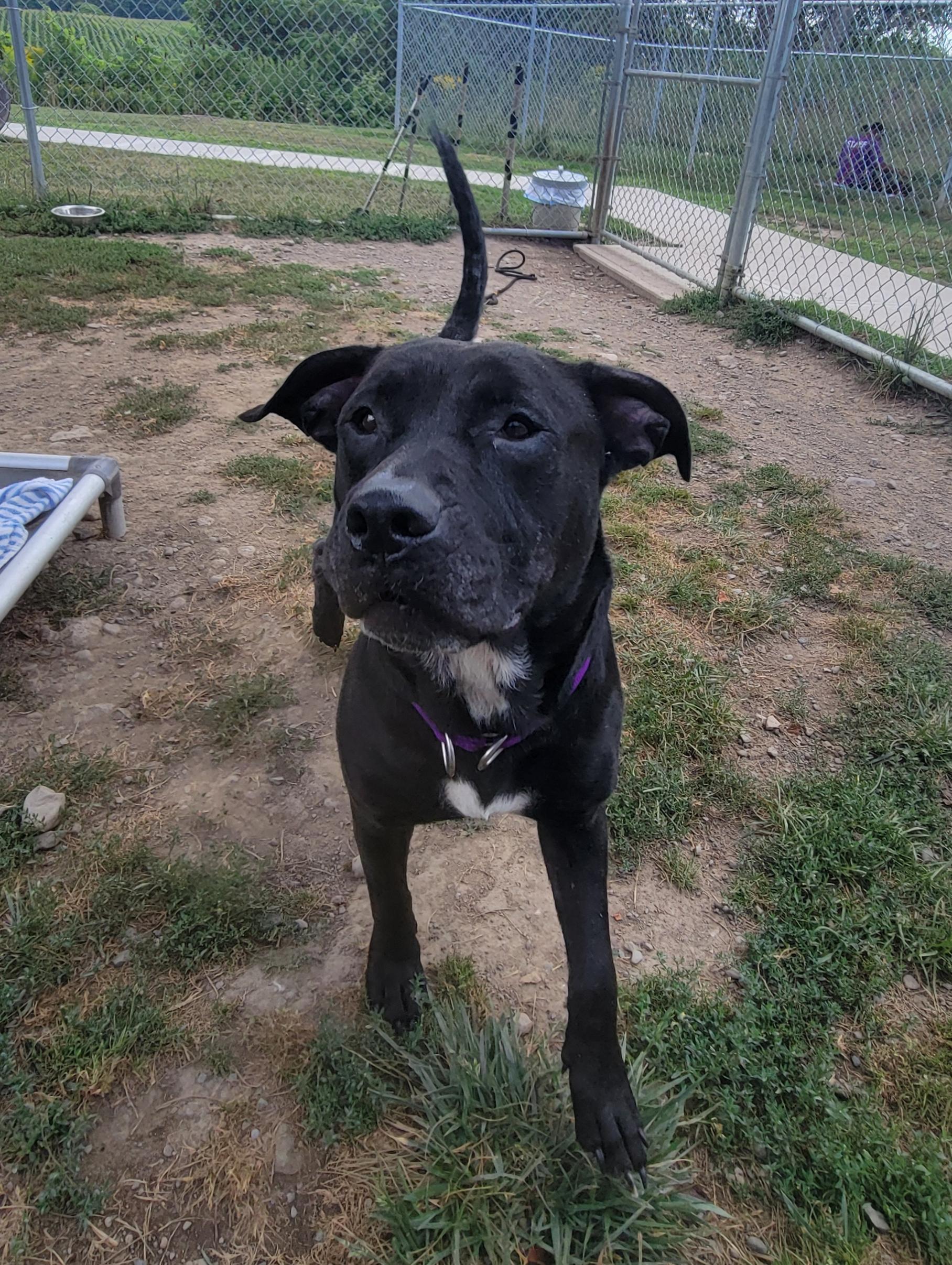 Enlarge Willow, a Adoptable mixed breed in Cooperstown, NY image 3/3