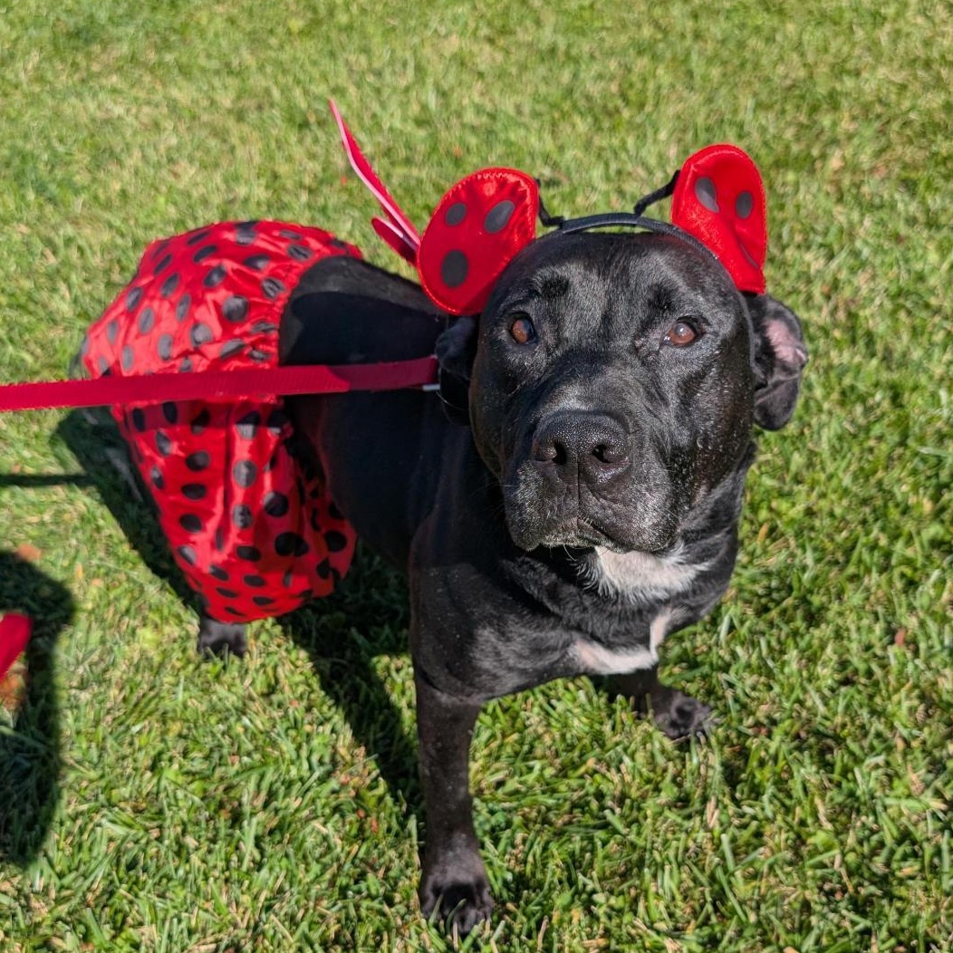 Enlarge Willow, a Adoptable mixed breed in Cooperstown, NY image 1/3